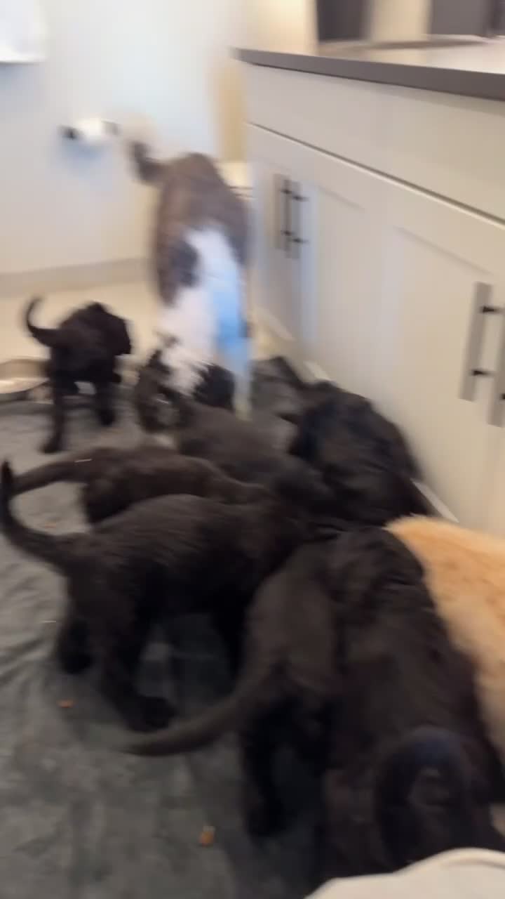 Double Doodle dogs for sale:  Amethyst - Video 5