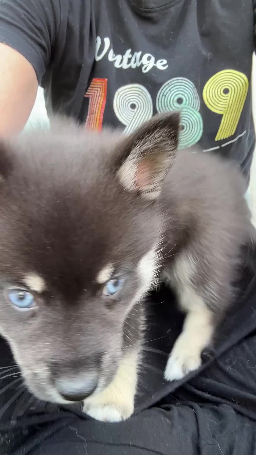 Pomsky dogs for sale: Fang Mini Pomsky - Video 2
