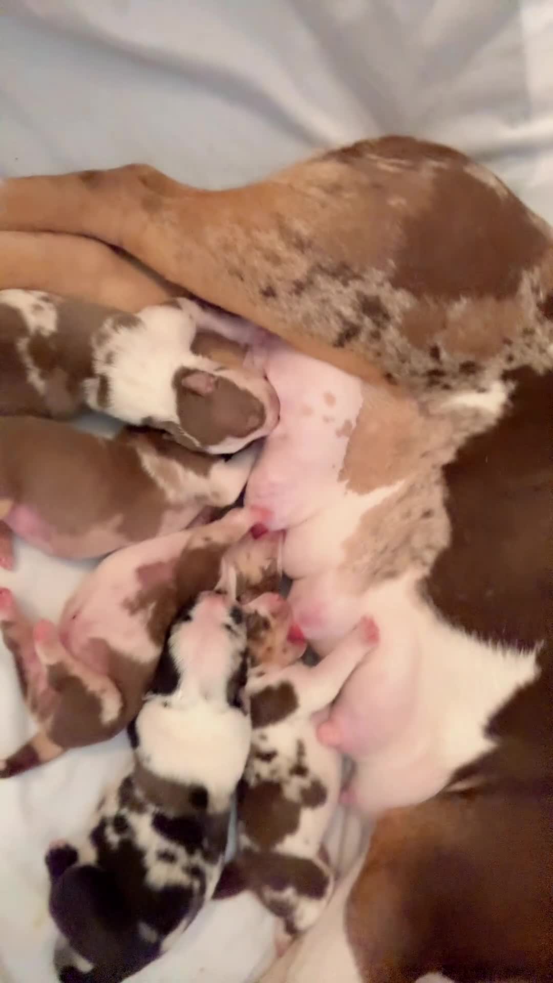 American Bully dogs for sale: American Bully Puppy 5 - Video 3