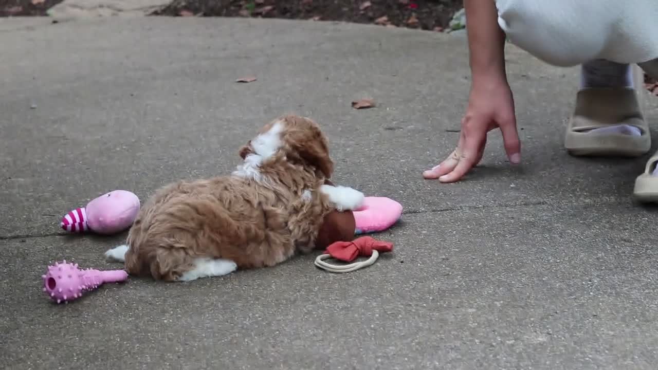 Cavapoo dogs for sale: Dolly - Video 1