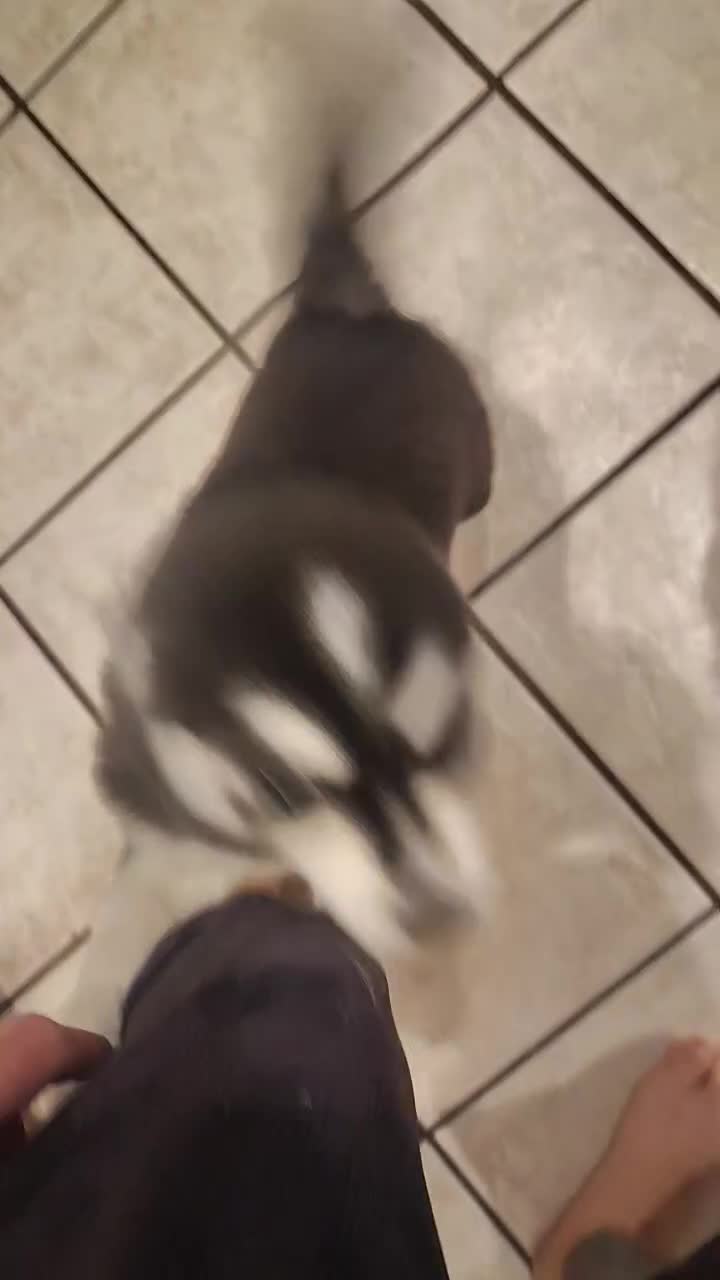 Pomsky dogs for sale: Puppy 1  - Video 1