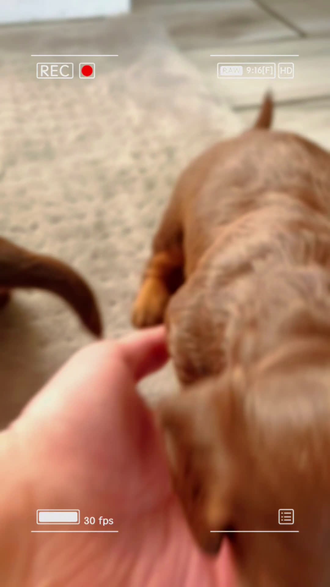 Miniature Dachshund dogs for sale: Akc Reed DNA OFA LH - Video 1