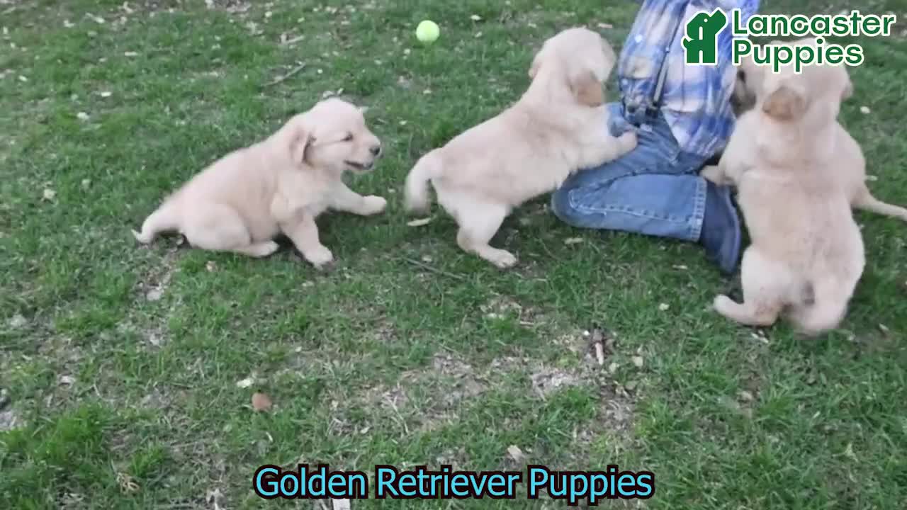 Golden Retriever dogs for sale: Roy  - Video 1