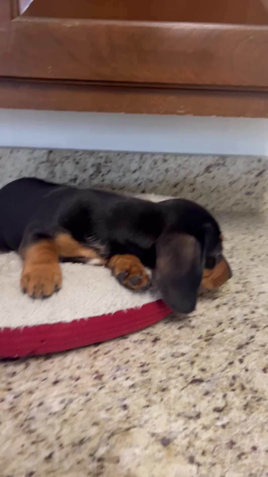 Miniature Dachshund dogs for sale: Westin  - Video 1