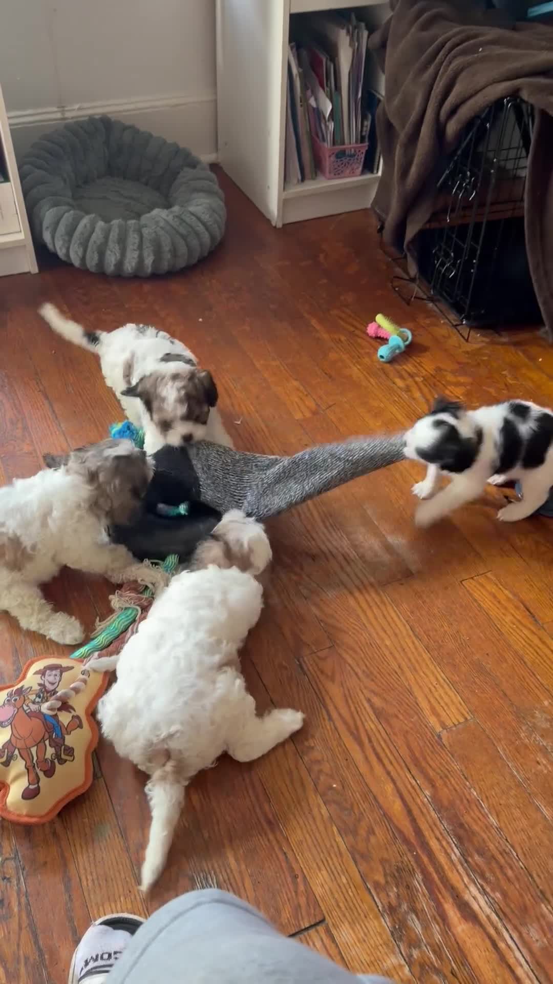 Mixed Breed dogs for sale: Mixed Breed Puppy 2 - Video 2
