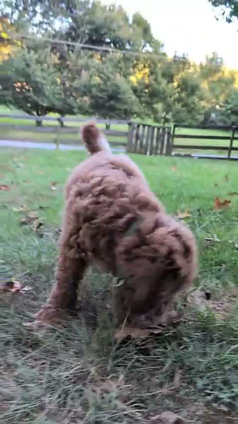 Miniature Labradoodle dogs for sale: Rhett - Video 1