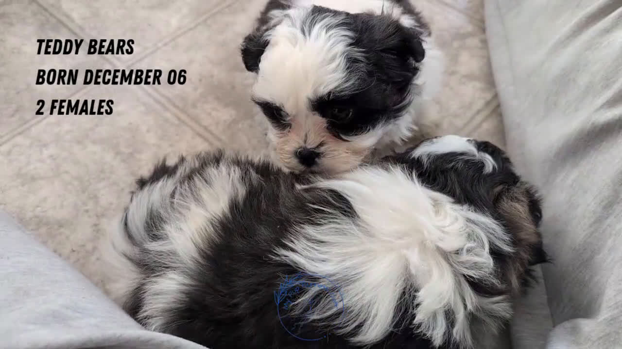 Teddy Bear dogs for sale: Izzy - Video 4