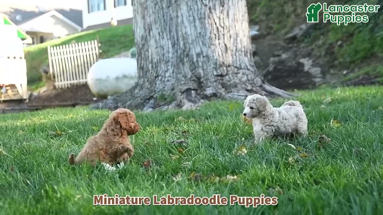Miniature Labradoodle dogs for sale: Mochi - Video 1