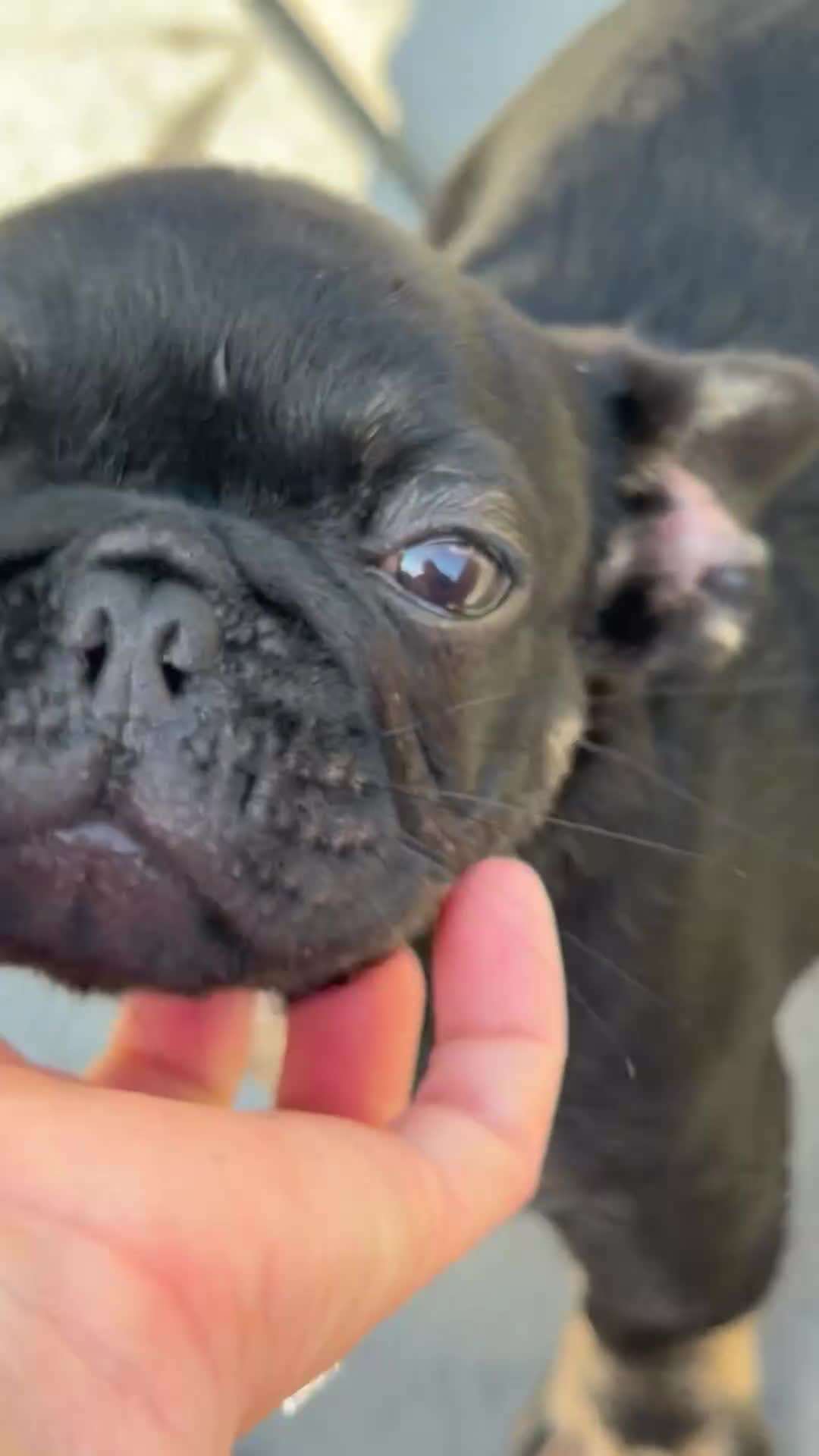 French Bulldog dogs for sale: Meridius - Video 1