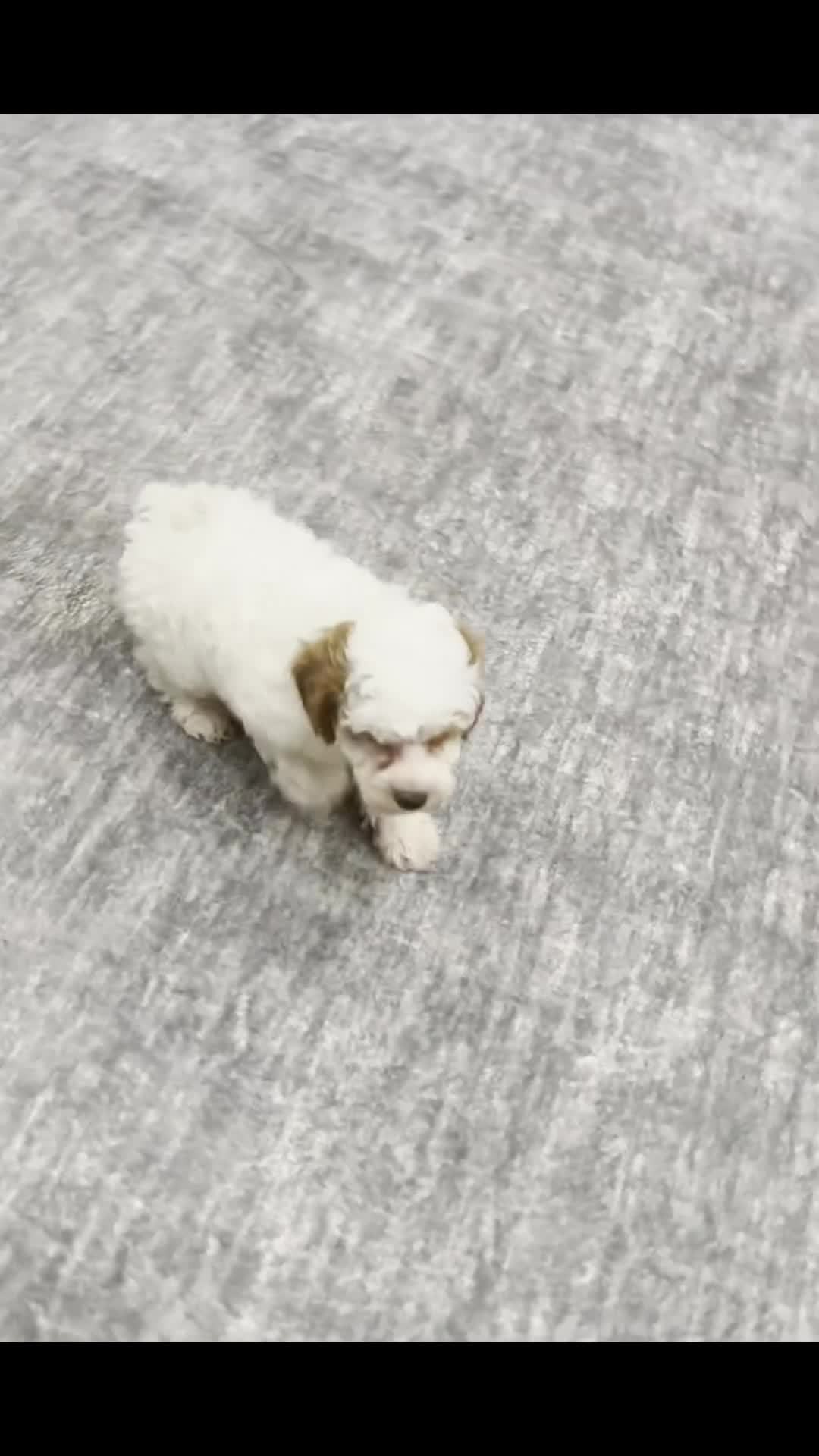 Standard Poodle dogs for sale: Sweetie - Video 1