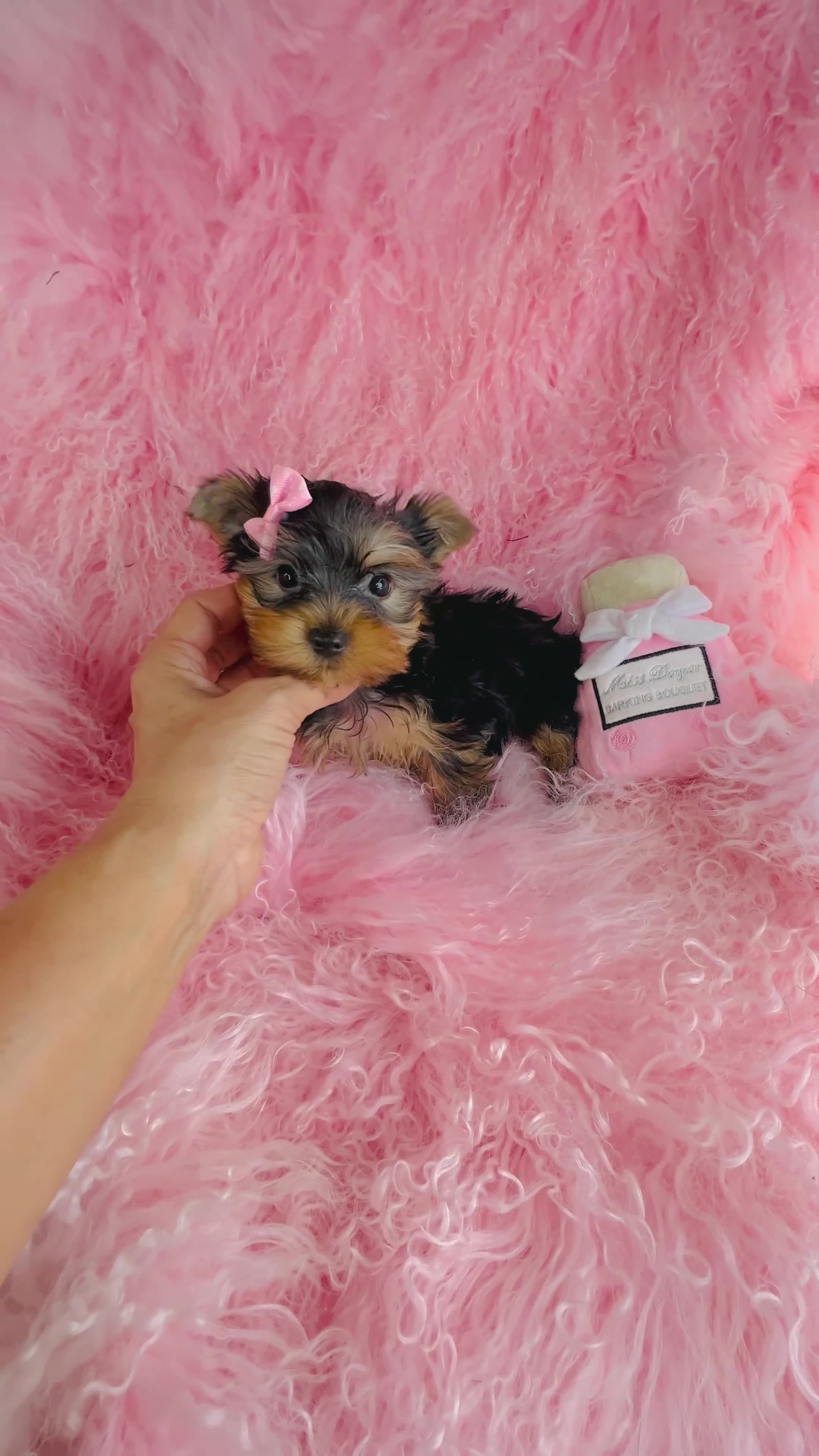 Yorkshire Terrier dogs for sale: Yorkshire Terrier 1 - Video 1
