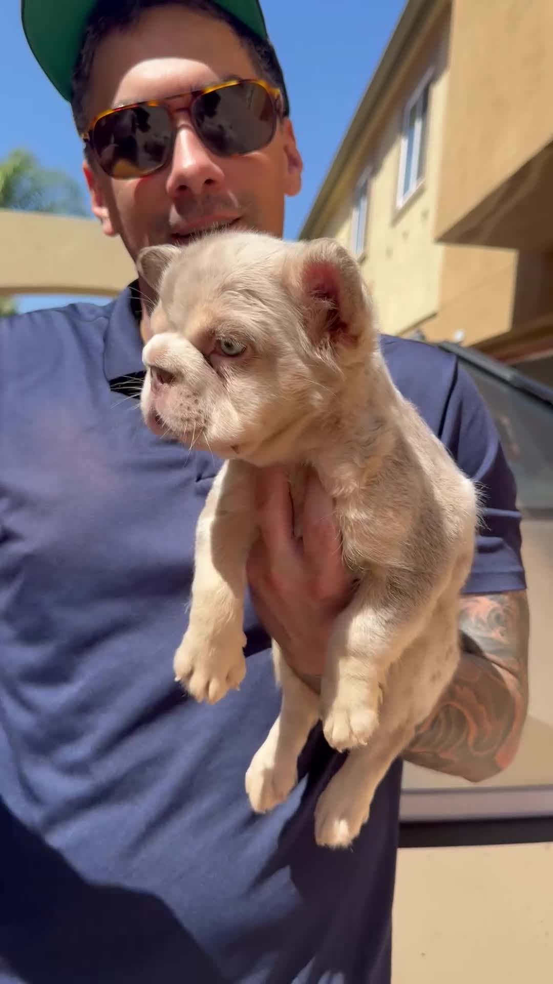 French Bulldog dogs for sale: Cherry - Video 1