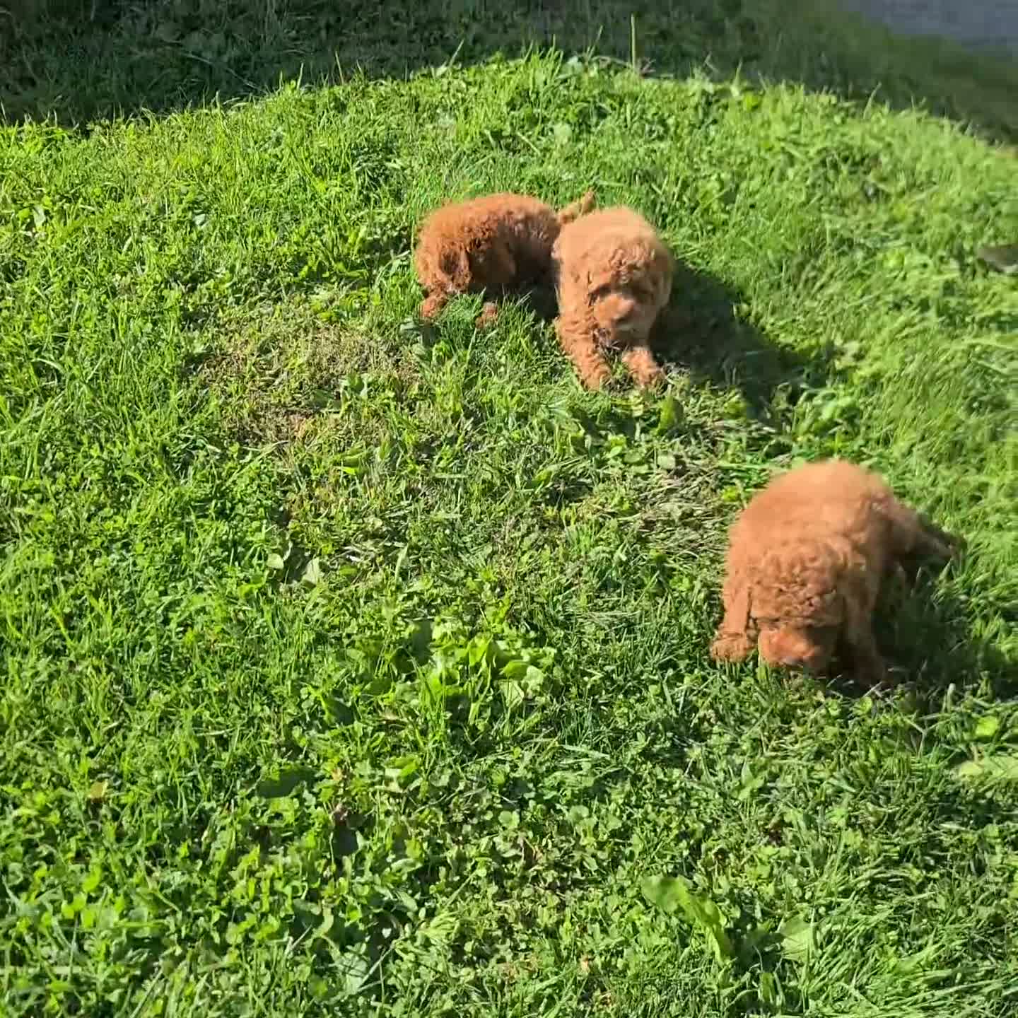 Miniature Poodle dogs for sale: Cloe - Video 2