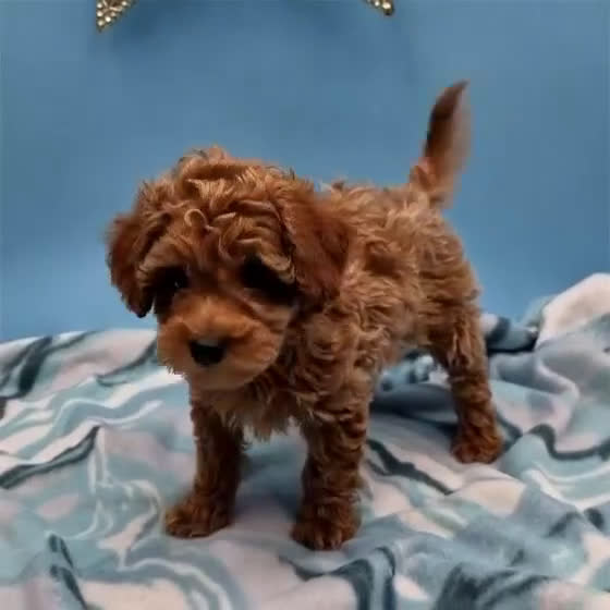 Toy Poodle dogs for sale: Red - Video 1