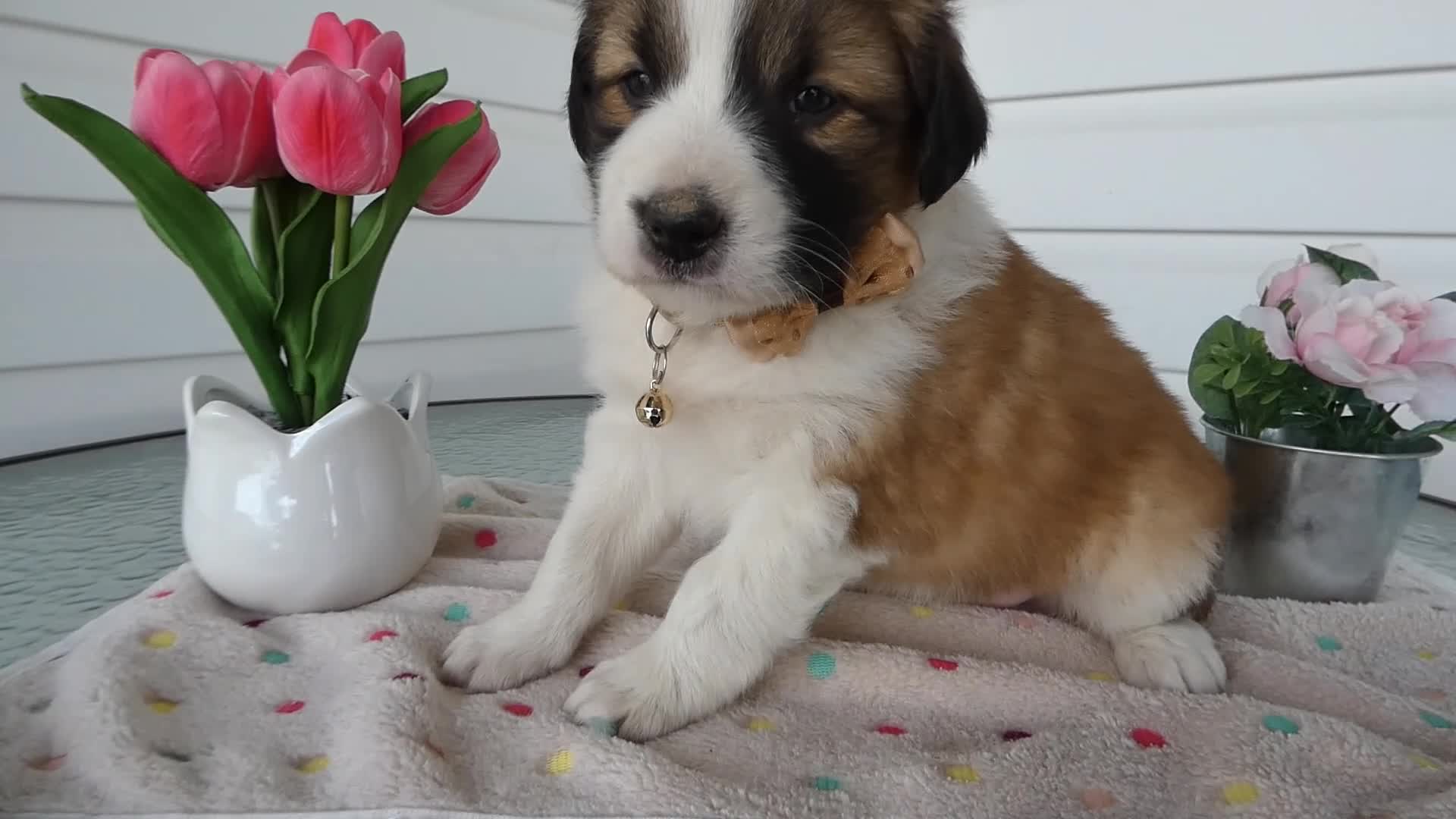 Border Collie dogs for sale: Border Collie Puppy 3 Bucky - Video 1