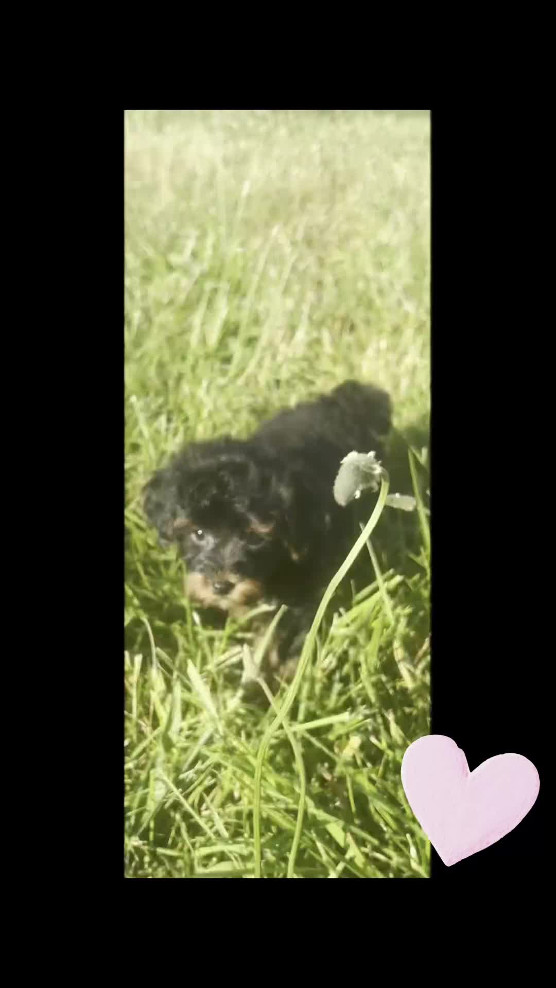 Maltipoo dogs for sale: Cider F1 - Video 1