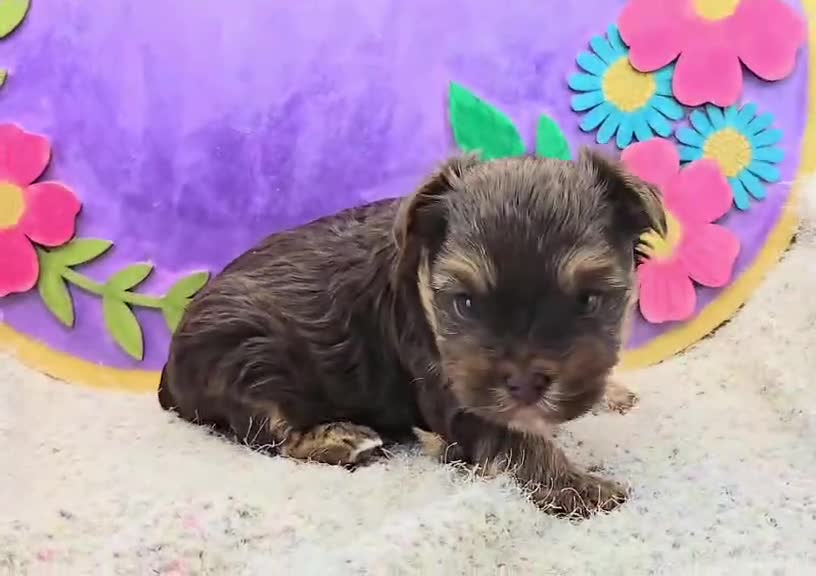 Yorkshire Terrier dogs for sale: Garrett - Video 1