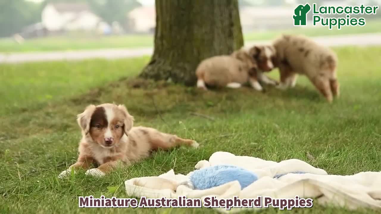 Miniature Australian Shepherd dogs for sale: Vince - Video 1