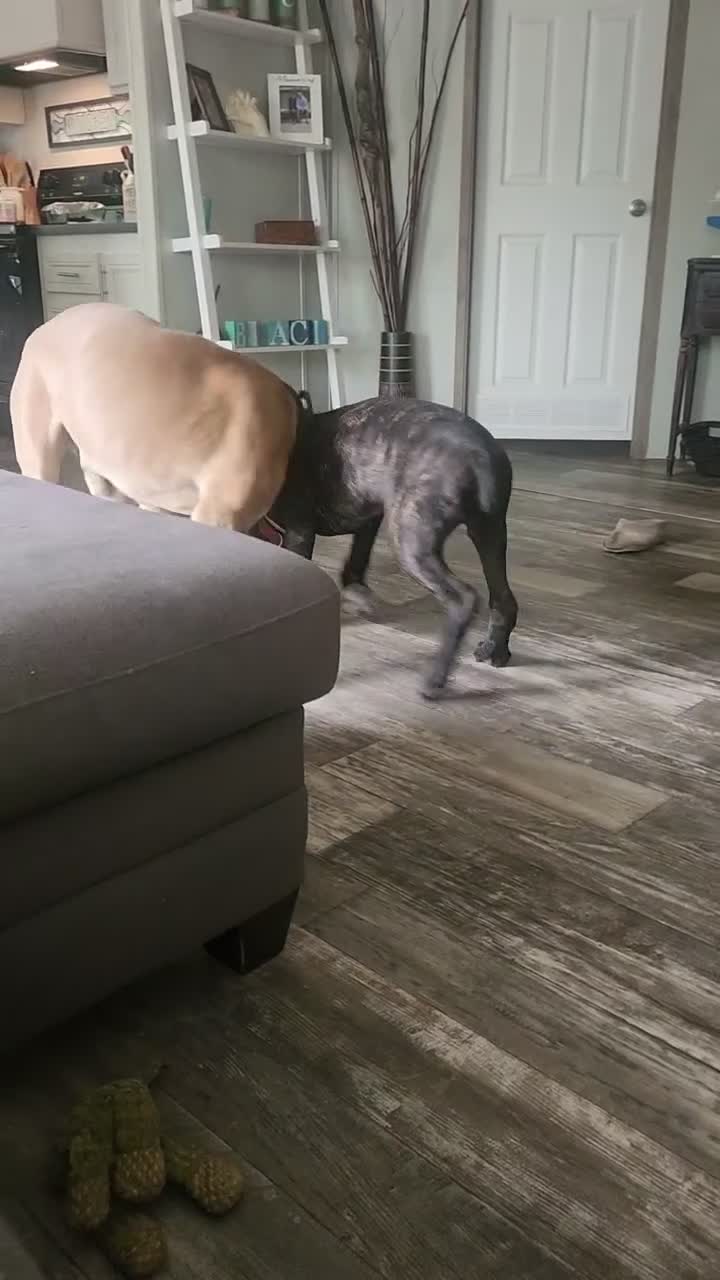 Cane Corso dogs for sale: Cane Corso 2 - Video 1