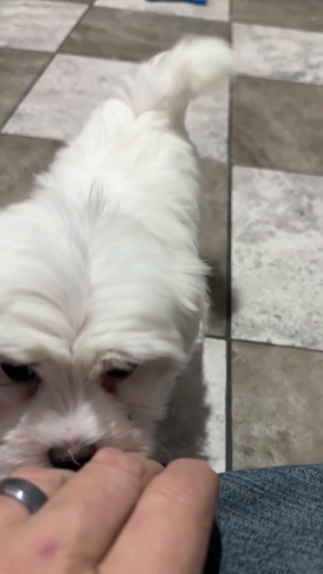 Maltese dogs for sale: Jordan - Video 1