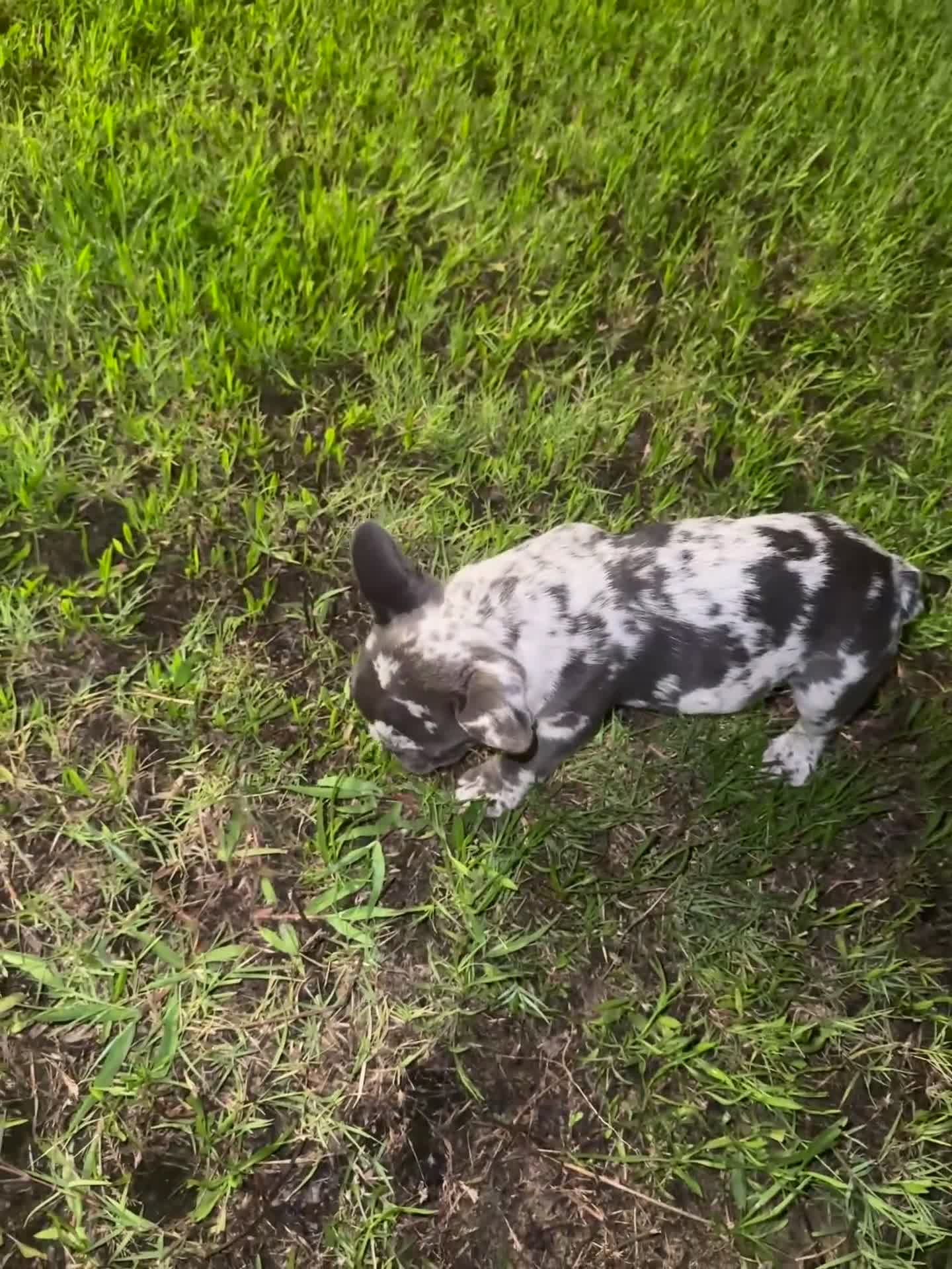French Bulldog dogs for sale: French Bulldog merle - Video 2