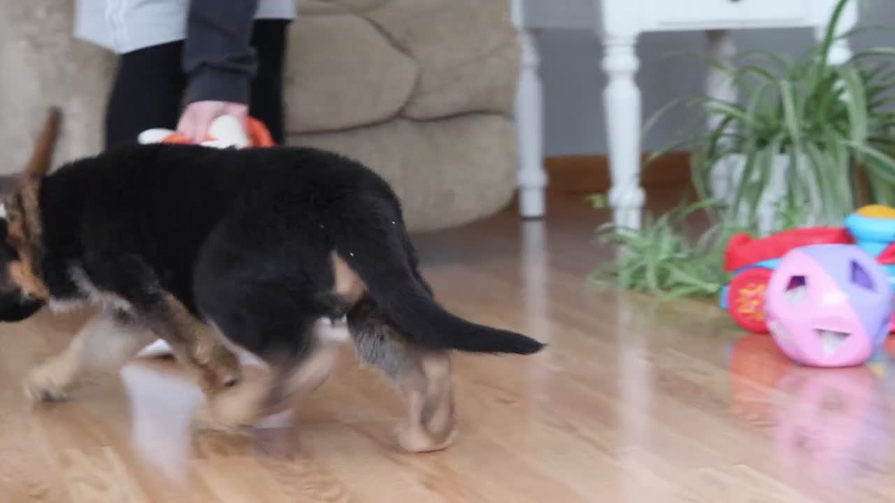 German Shepherd dogs for sale: Bingo - Video 1