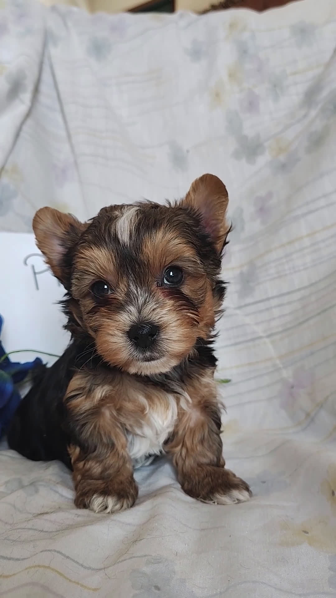 Yorkshire Terrier dogs for sale: Piper - Video 1