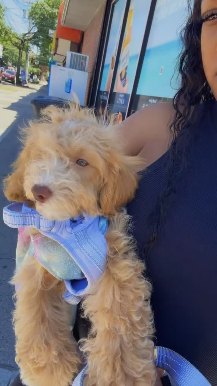 Maltipoo dogs for sale: Maltipoo (Millie) - Video 2