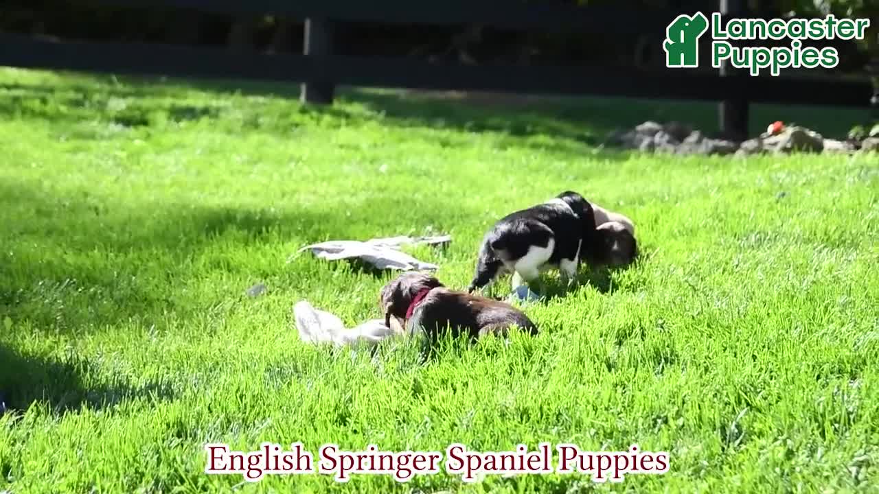 English Springer Spaniel dogs for sale: Glacier - Video 1