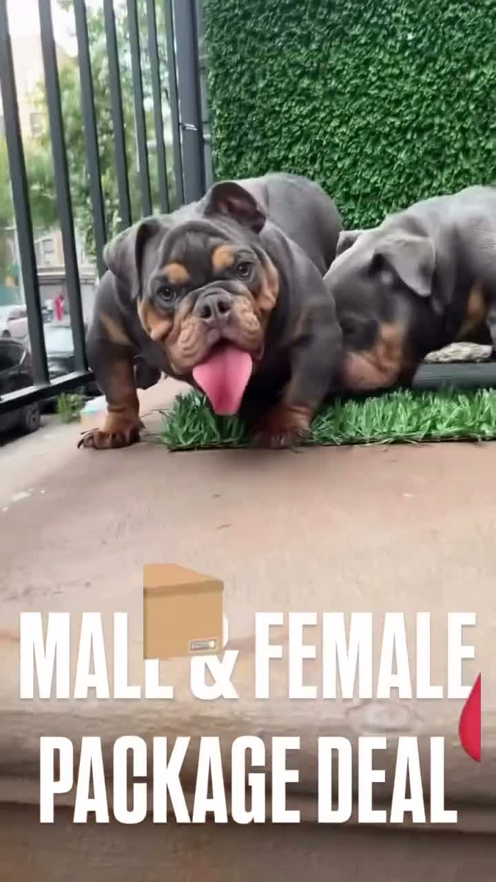 English Bulldog dogs for sale: BLUE - Video 2