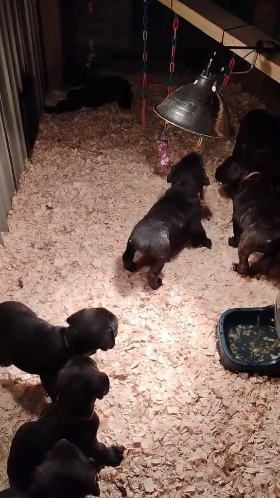 Mixed Breed dogs for sale: Purple collar - Video 1