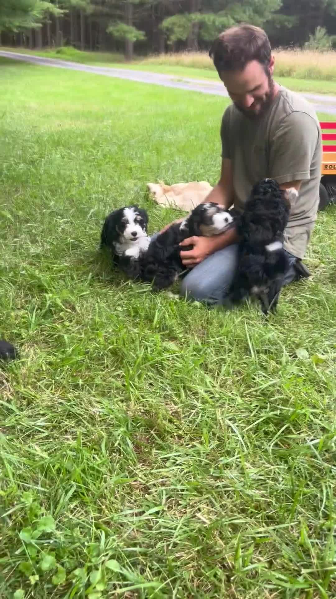Mini Bernedoodle dogs for sale: Blossom - Video 1