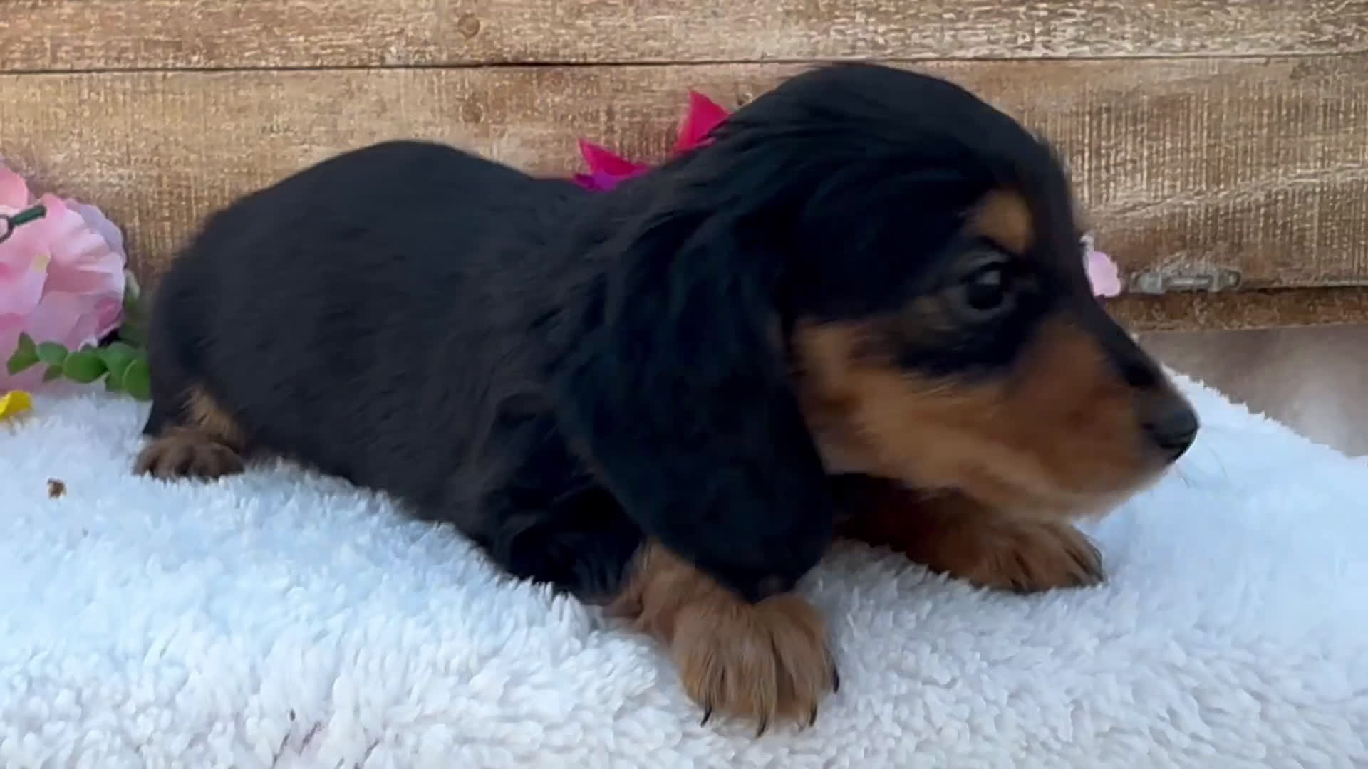 Miniature Dachshund dogs for sale: Miniature Dachshund Puppy 1 - Video 1