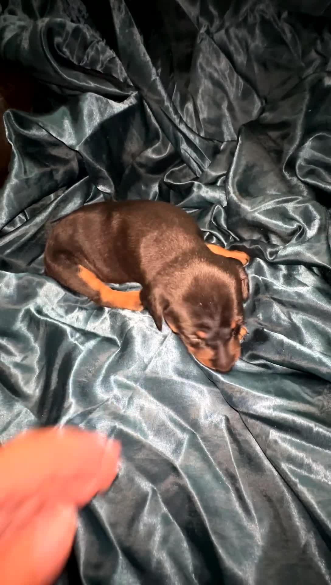 Miniature Pinscher dogs for sale: Phoebe - Video 1