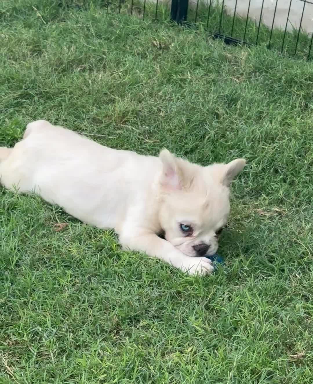 French Bulldog dogs for sale: Pluto- cream Merle  - Video 1