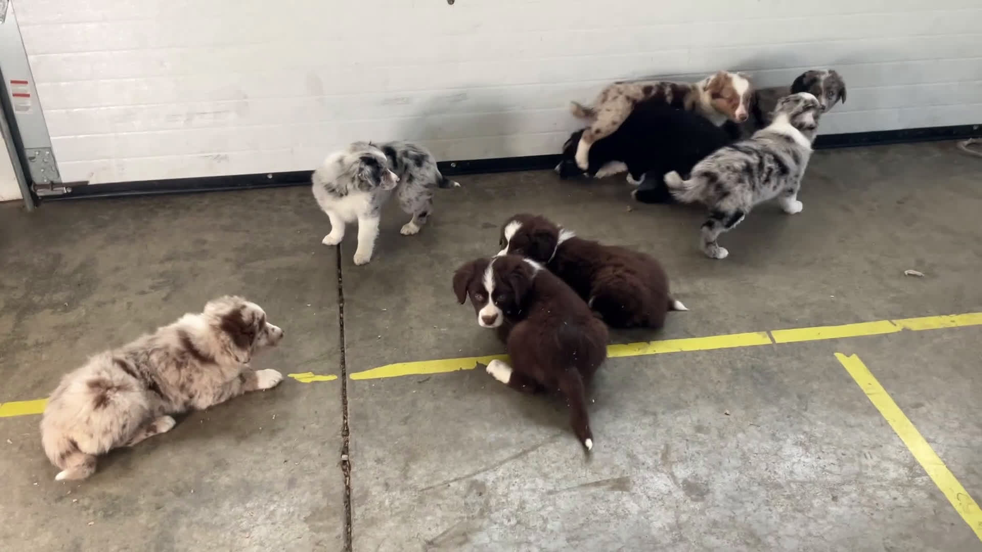 Mixed Breed dogs for sale: Fannie - Video 3