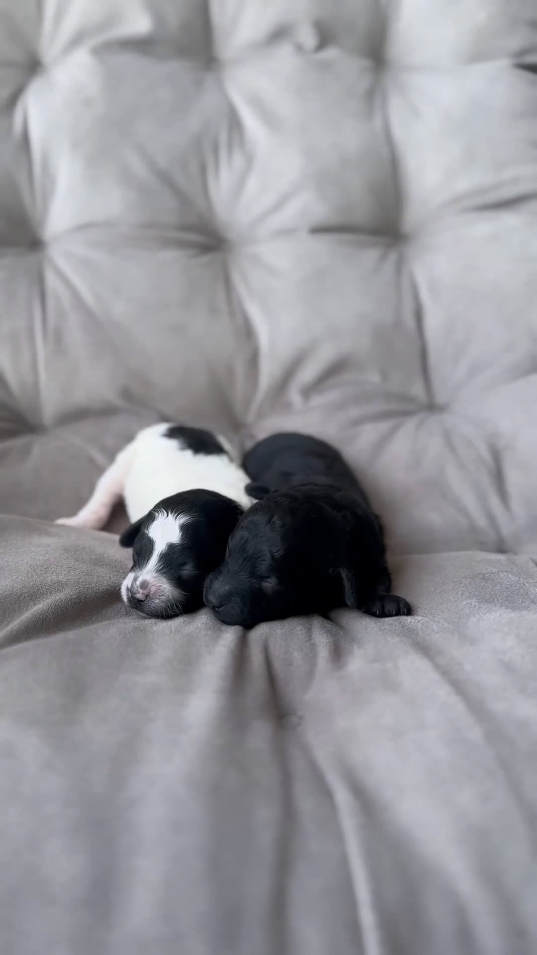 Toy Poodle dogs for sale: Storm - Video 1