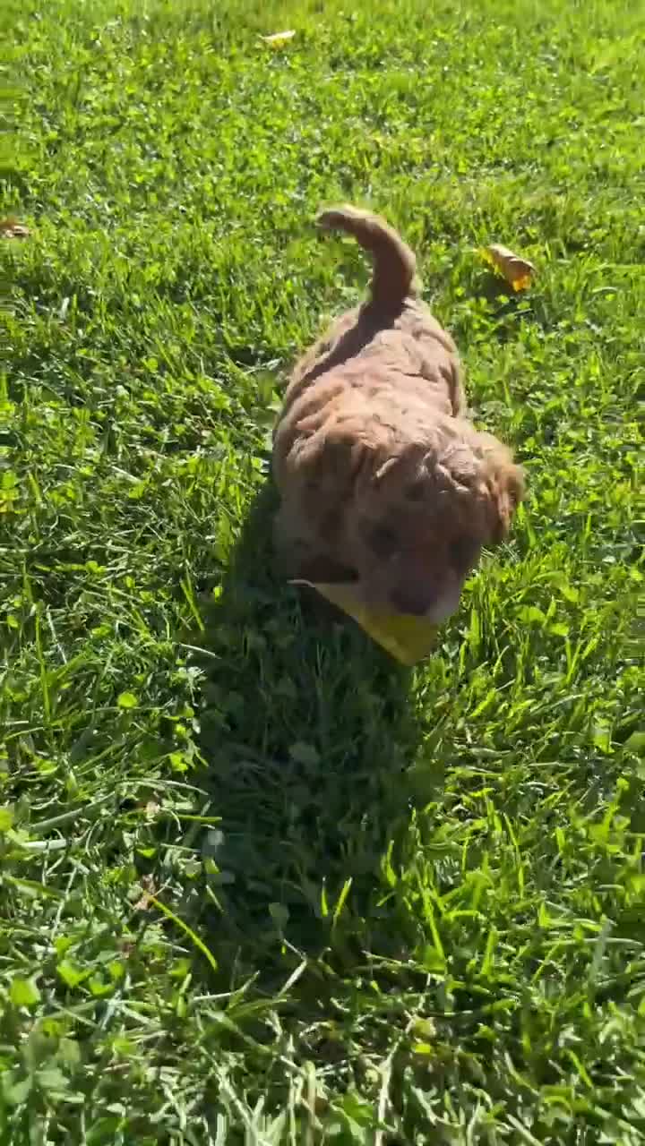 Cavapoo dogs for sale: Nola  - Video 1