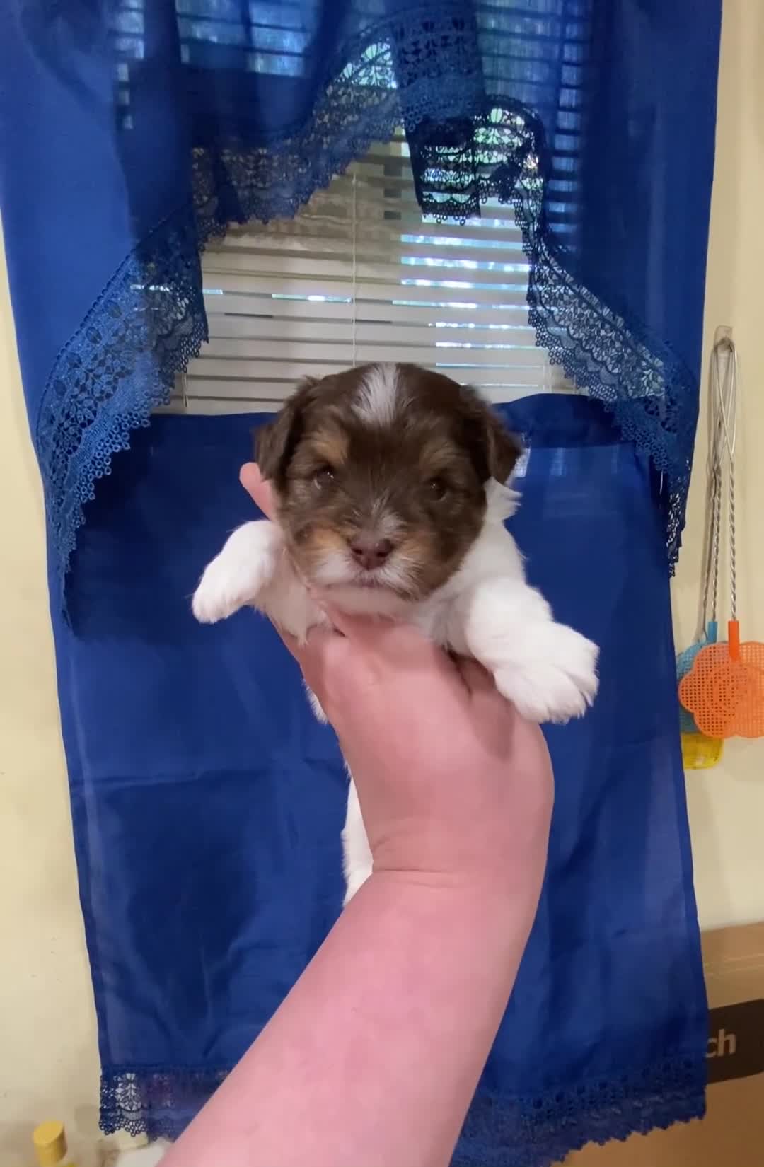 Biewer Terrier dogs for sale: Biewer Terrier Puppy 1 - Video 1