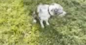 American Bully dogs for sale: American Bully (Female#3) - Video 3
