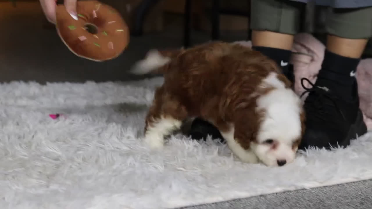 Cavapoo dogs for sale: Sammy - Video 3