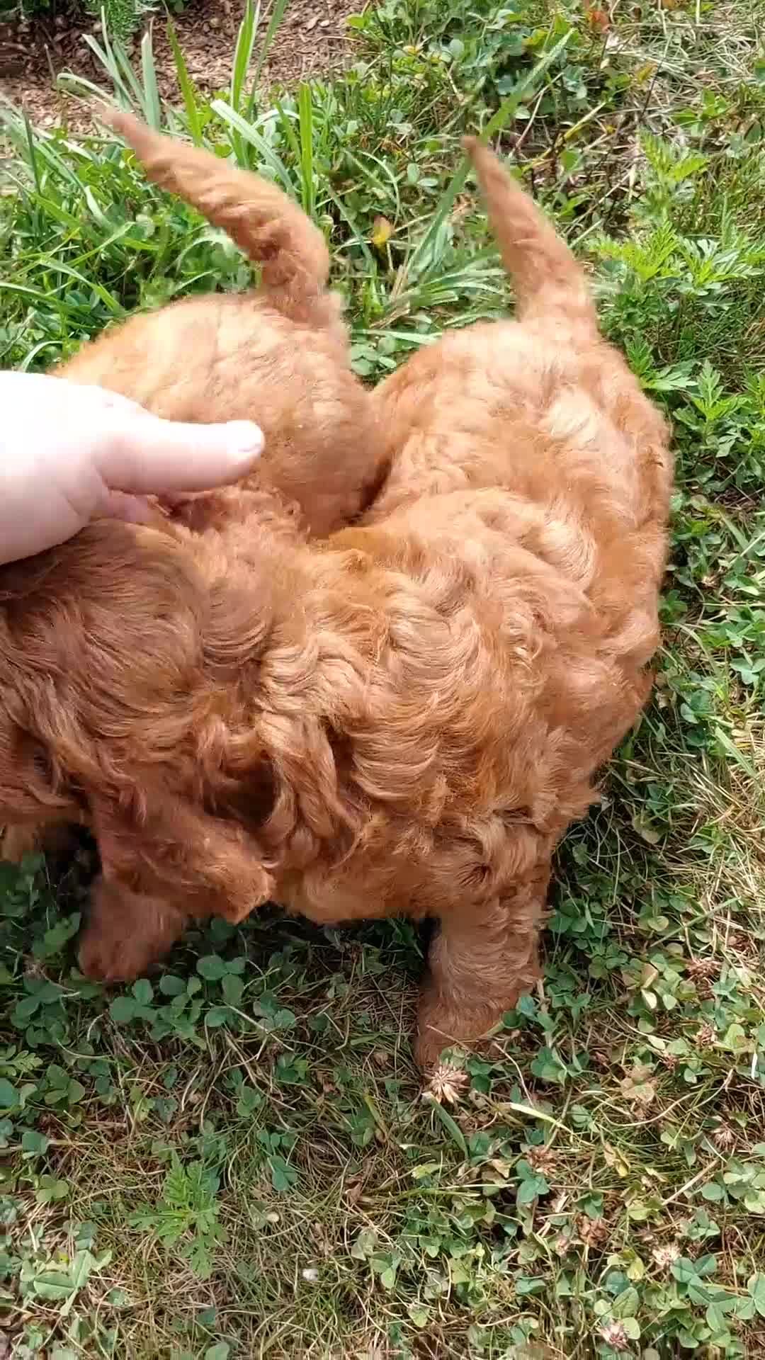 Mini Goldendoodle dogs for sale: Sammy - Video 1