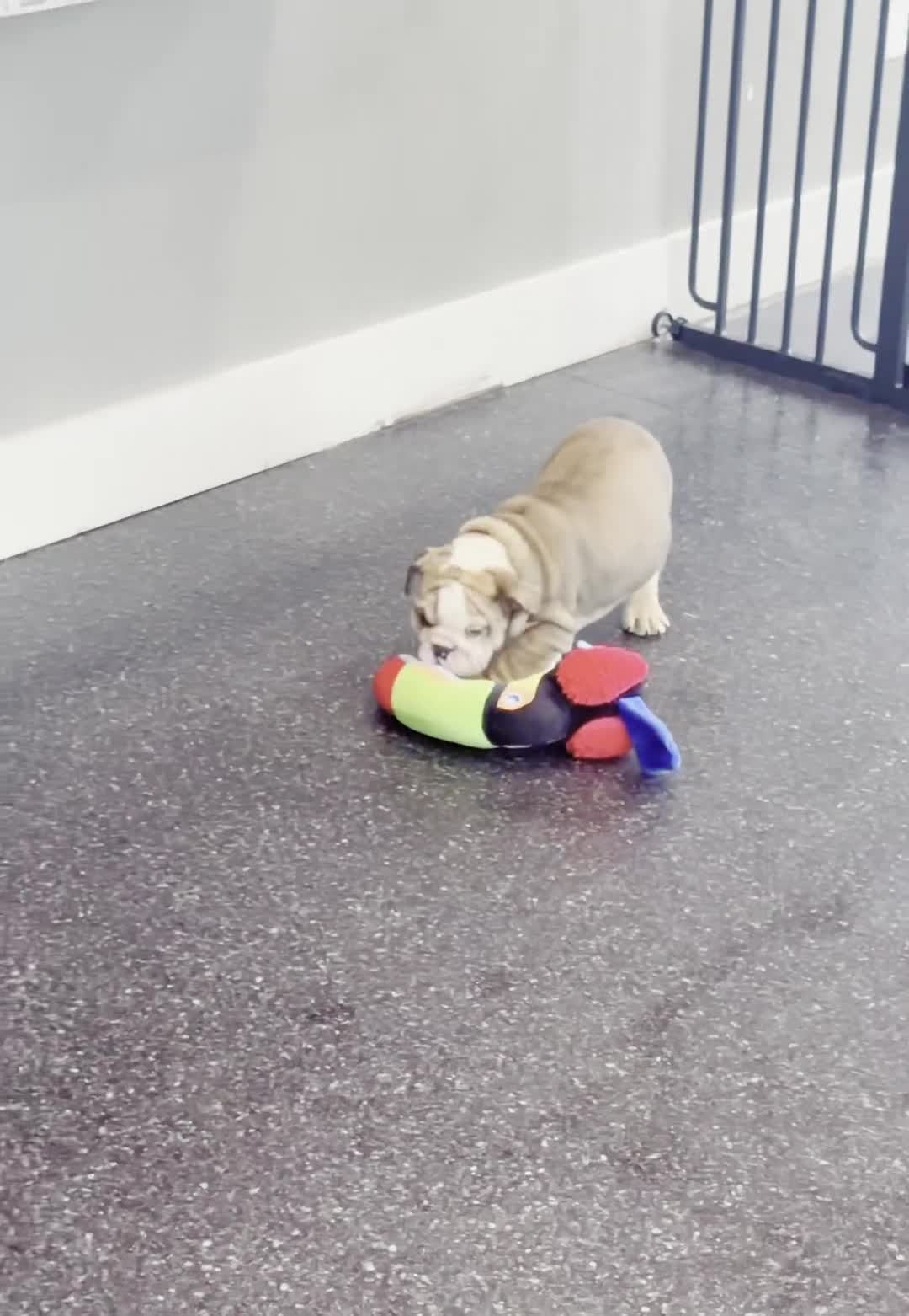 English Bulldog dogs for sale: Birdie AKC - Video 1