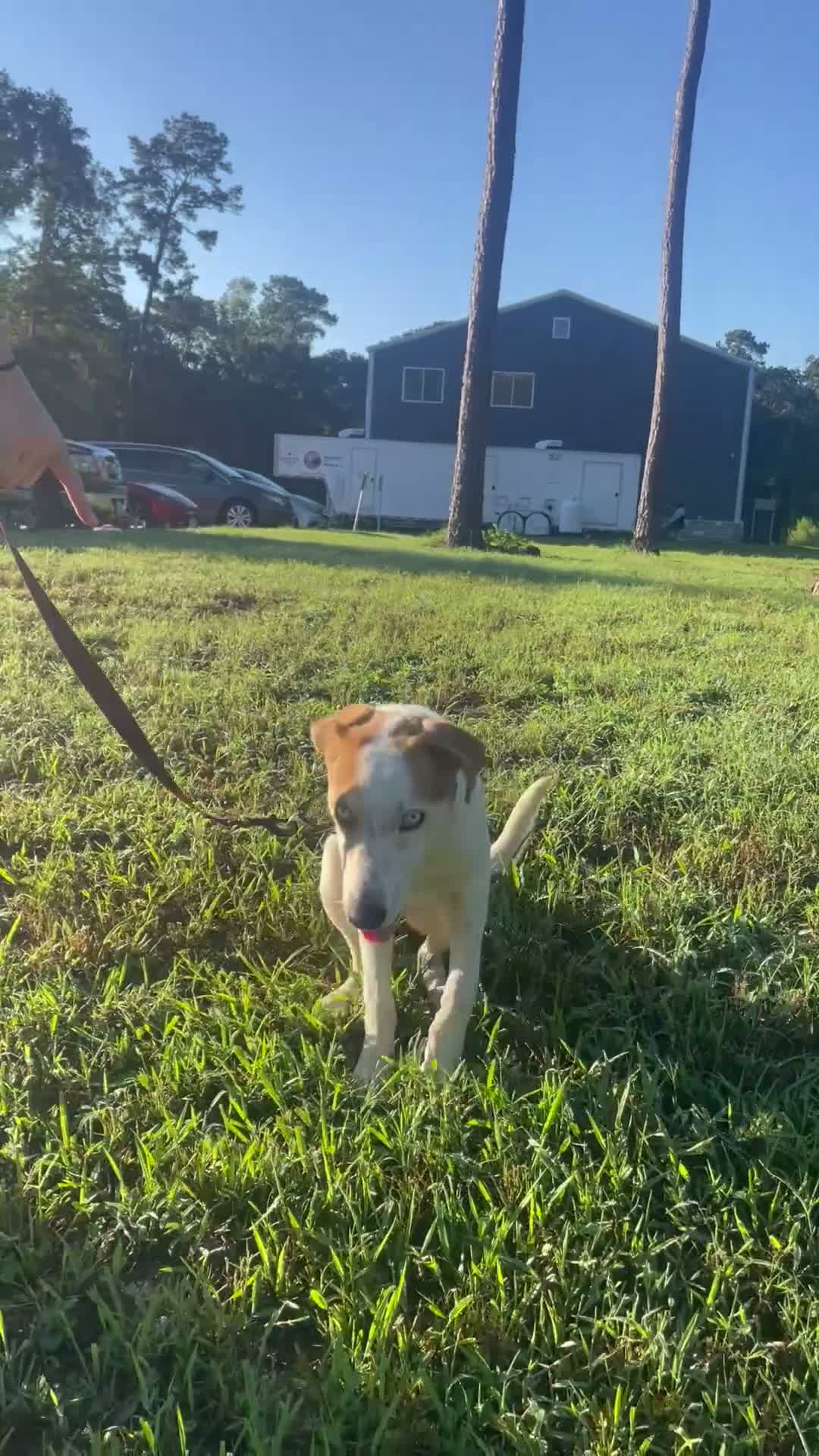 Mixed Breed dogs for sale: Mixed Breed 1 - Video 1