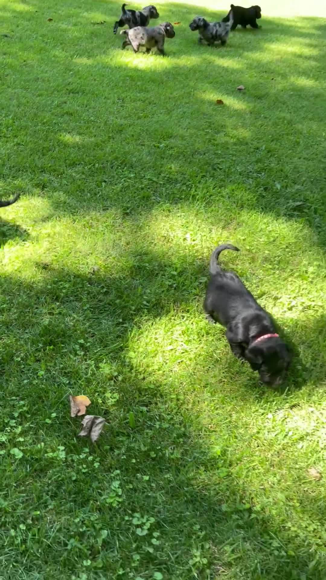 Labradoodle dogs for sale: Lance  - Video 2