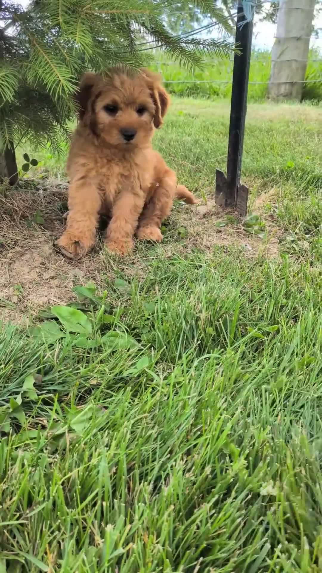 Mini Goldendoodle dogs for sale: Chloe  - Video 1