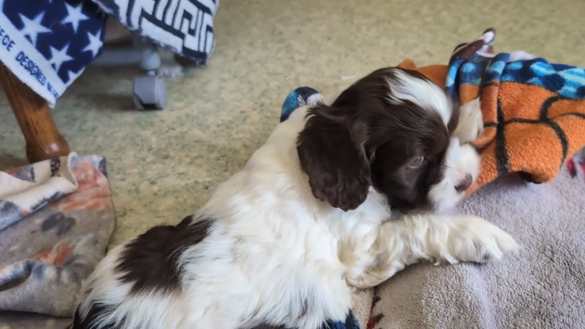 Cockapoo dogs for sale: Kent  - Video 1
