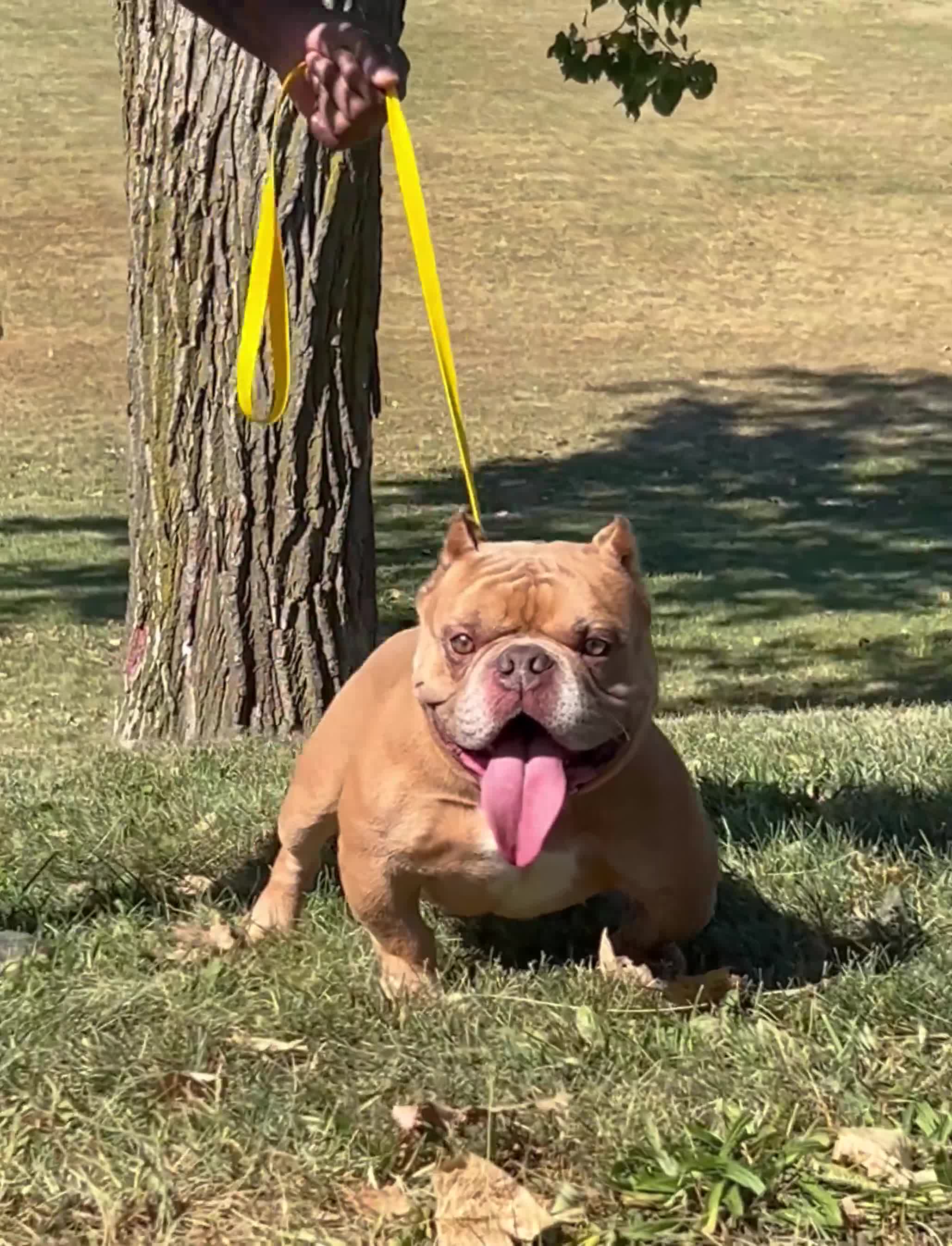 American Bully dogs for sale: Krillin - Video 1