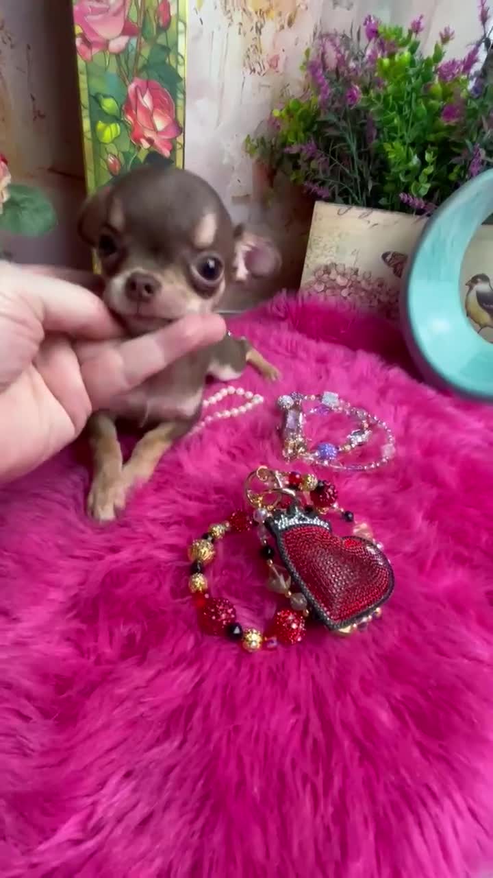 Chihuahua dogs for sale: HERSHEY  - Video 1