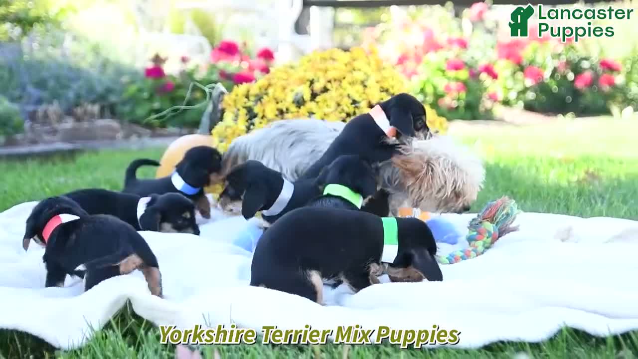Mixed Breed dogs for sale: Chip - Video 1